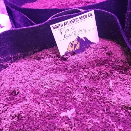 Pink rozay auto