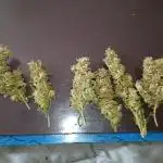 Durban poison auto 2
