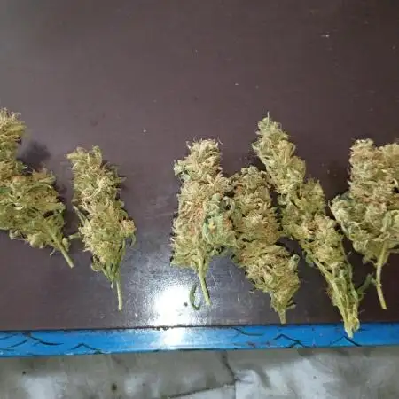 Durban poison auto 2