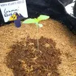 Gummybears auto