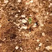 Northern Lights Auto