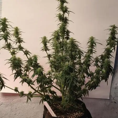 Orange cookies auto