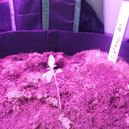 Gelato 41 auto