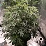 Gelato 41 auto