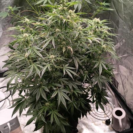 Gelato 41 auto