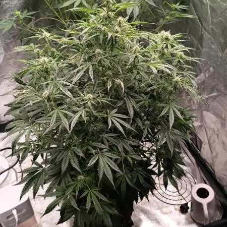 Gelato 41 auto