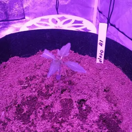 Gelato 41 auto