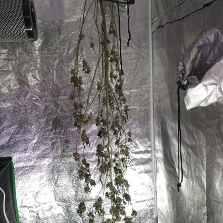 Wedding cake auto