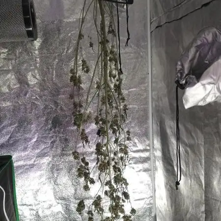 Wedding cake auto