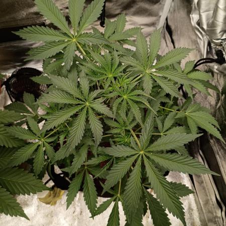 Gummybears auto