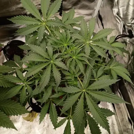 Gummybears auto
