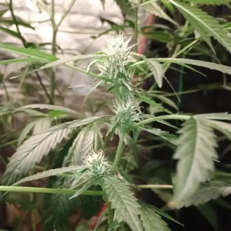 Durban poison auto