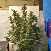 Whiskey Zulu auto