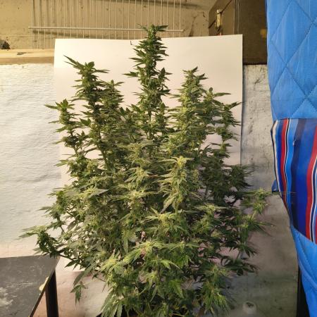 Whiskey Zulu auto