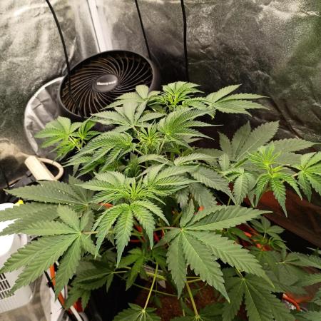 Blue dream auto
