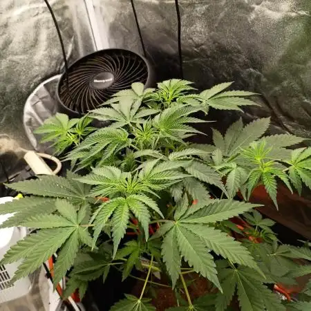 Blue dream auto