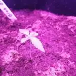 Blue dream auto