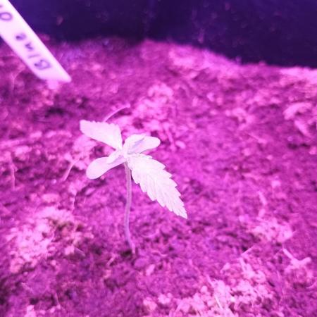 Blue dream auto
