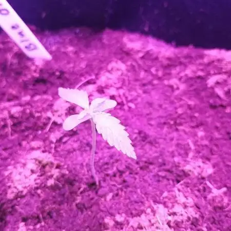 Blue dream auto