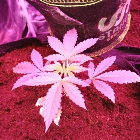 Durban poison auto 2