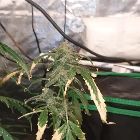 Durban poison auto
