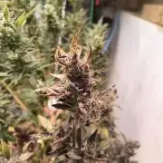 Gmo auto