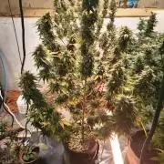 Northern Lights Auto