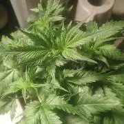 Cosmic cupcake auto