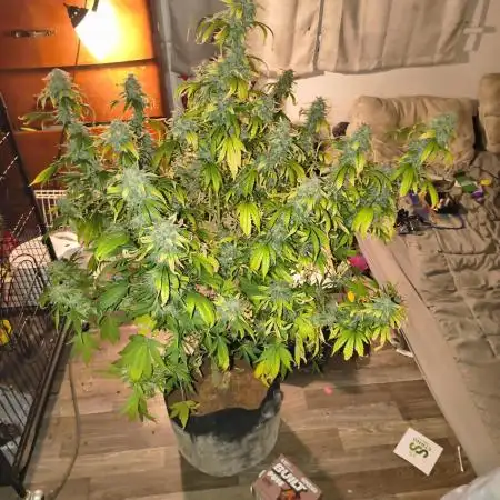 Garlic jam auto