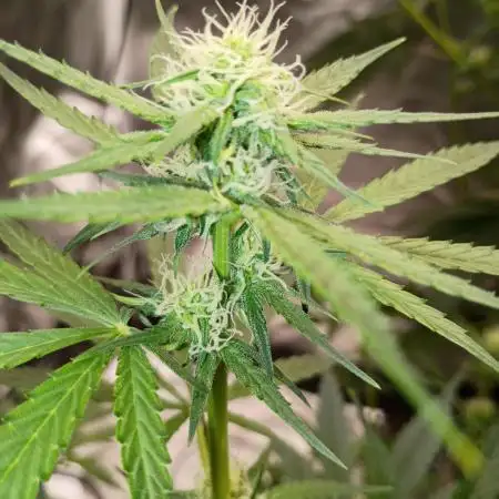 Wedding cake auto