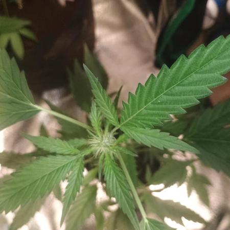 Durban poison auto