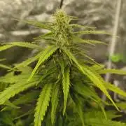 Cosmic cupcake auto