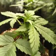 Sticky broccoli auto