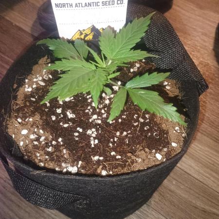 Cosmic cupcake auto