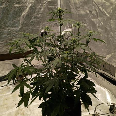 Wedding cake auto