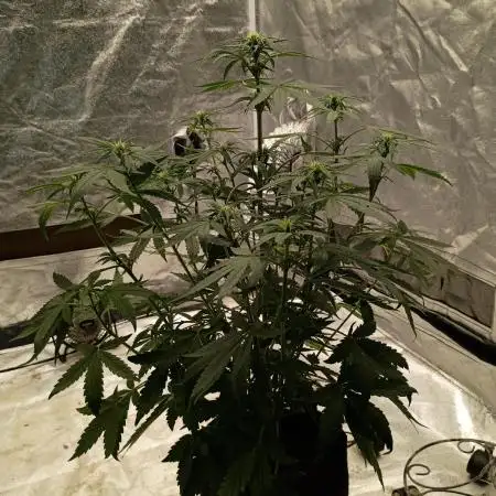 Wedding cake auto