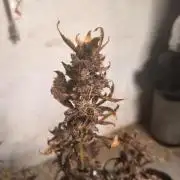Gmo auto
