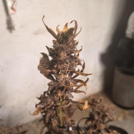 Gmo auto