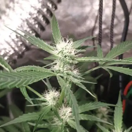 Wedding cake auto