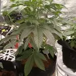 Garlic jam auto