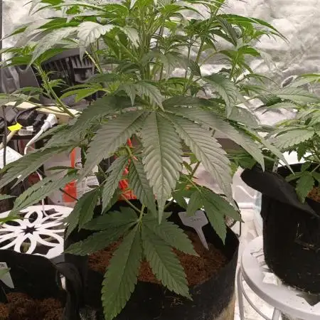 Garlic jam auto
