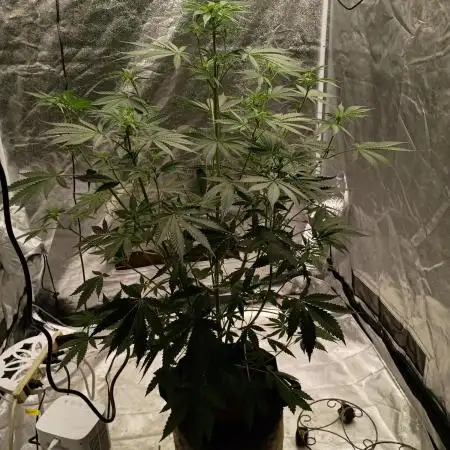 Gummybears auto