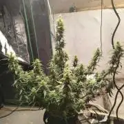 Orange cookies auto