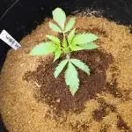 Blue dream auto
