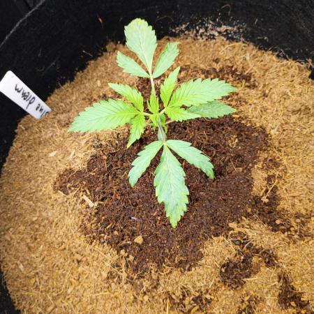 Blue dream auto