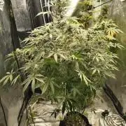 Blue dream auto