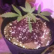 Orange cookies auto