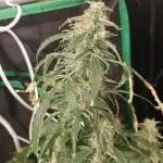 Durban poison auto 2