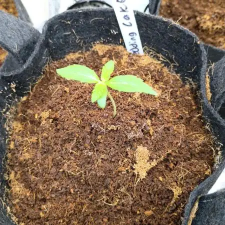 Wedding cake auto