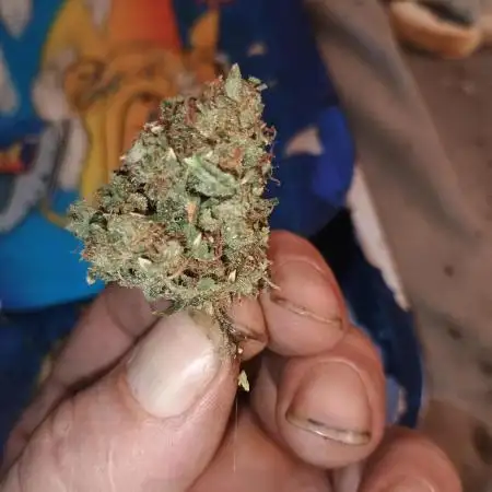 Wedding cake auto